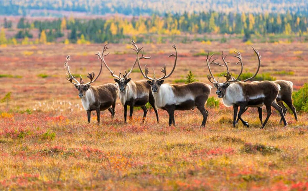 photo of caribou in an autumn field