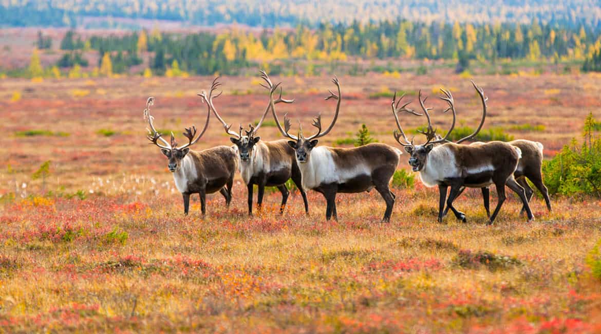 photo of caribou in an autumn field