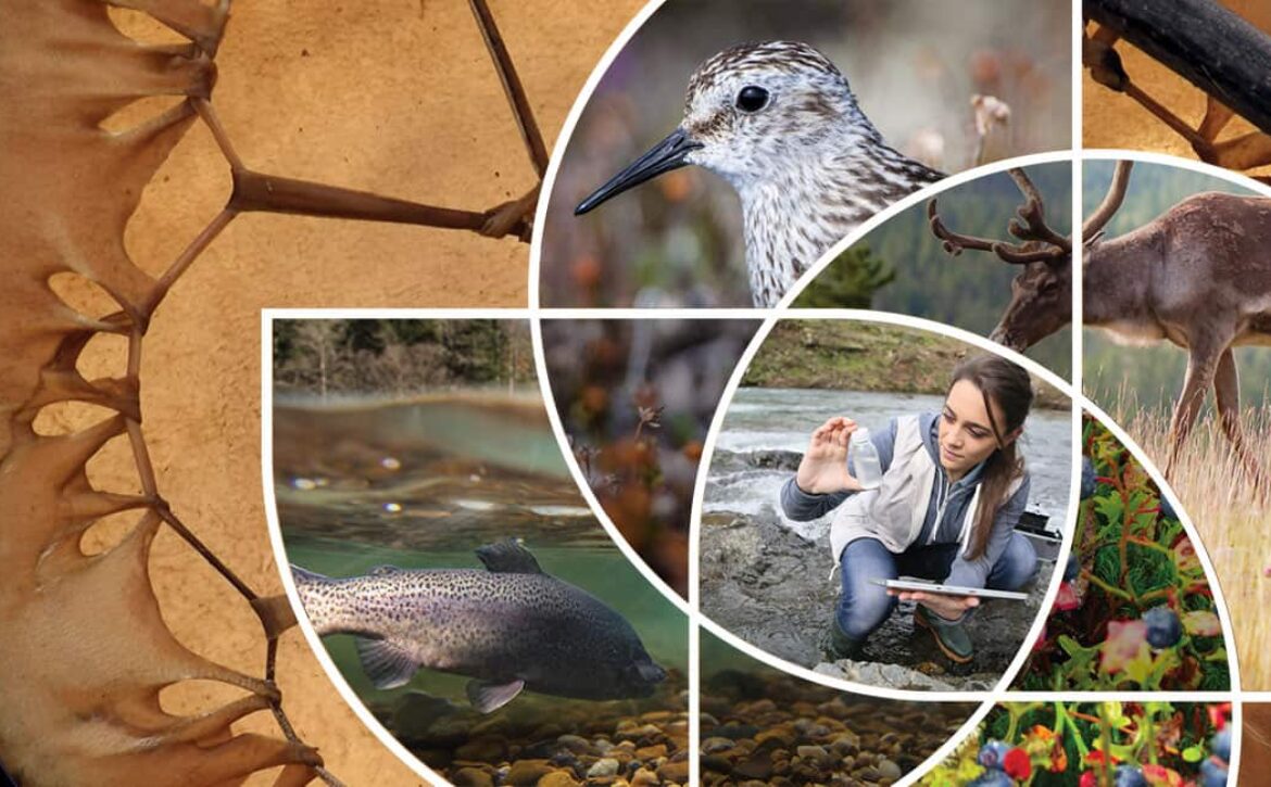 montage of traditional drum and natural elements relevant to cumulative effects