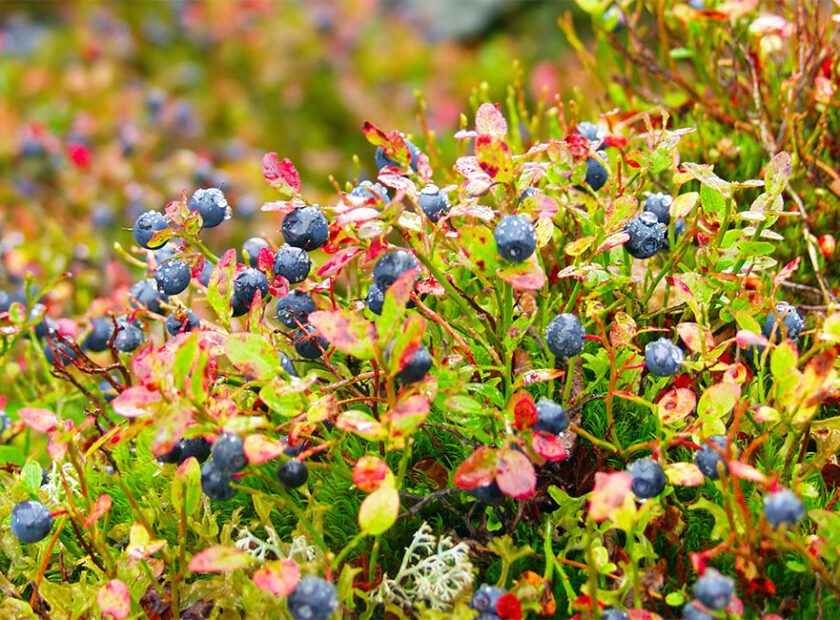 photo of blueberries