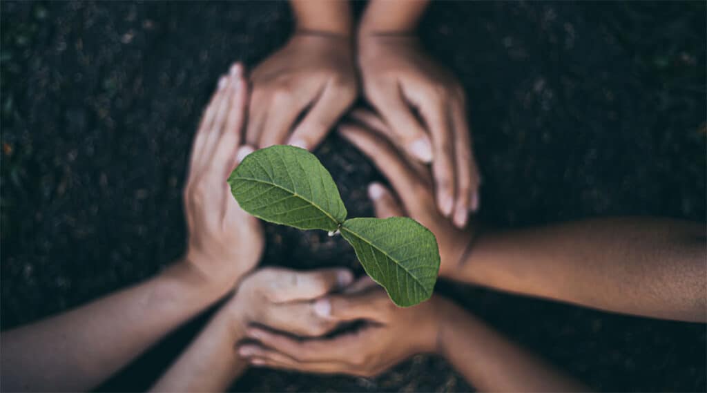 photo of hands embracing a green plant sprout