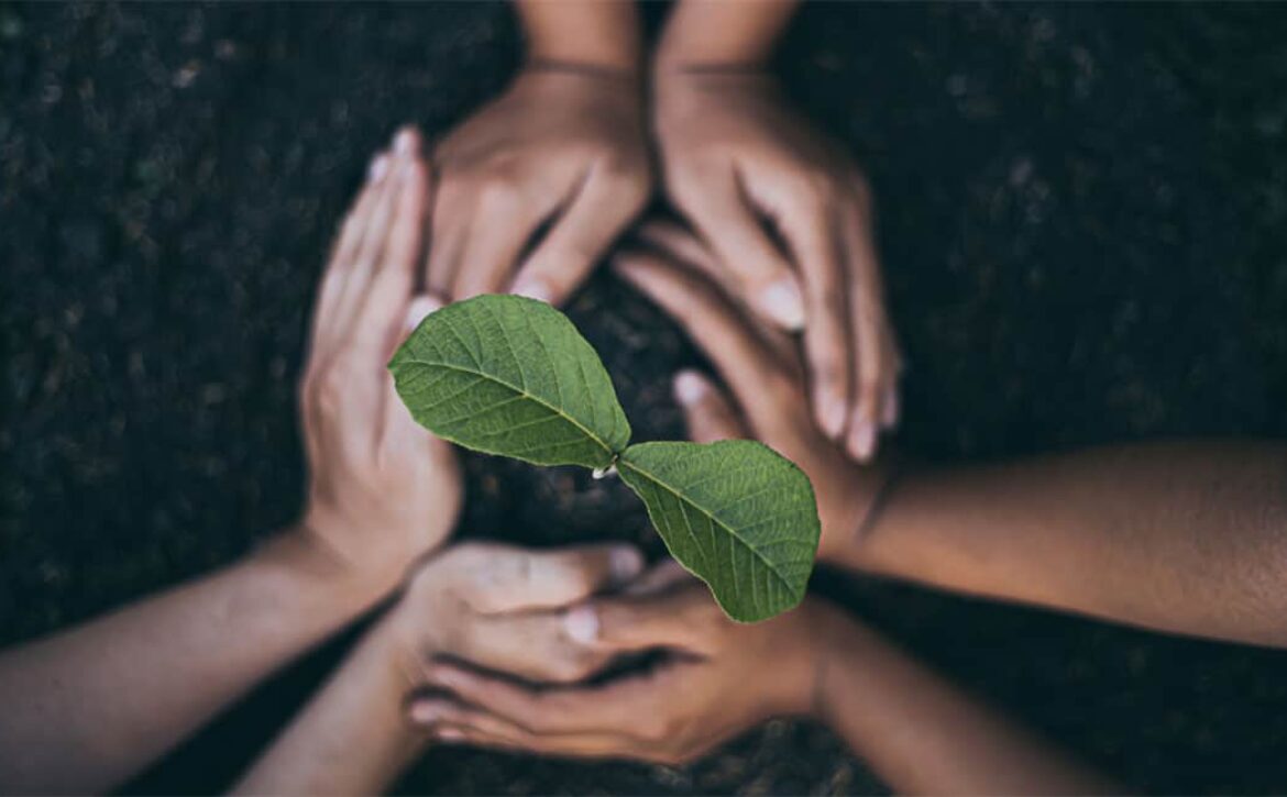 photo of hands embracing a green plant sprout