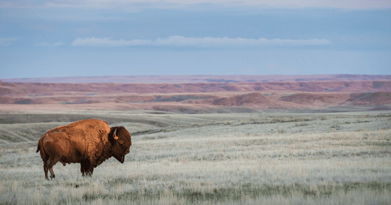 photo of a buffalo on the open prairie