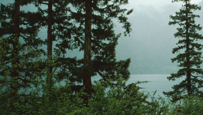 photo of woodland with misty lake and mountains in background