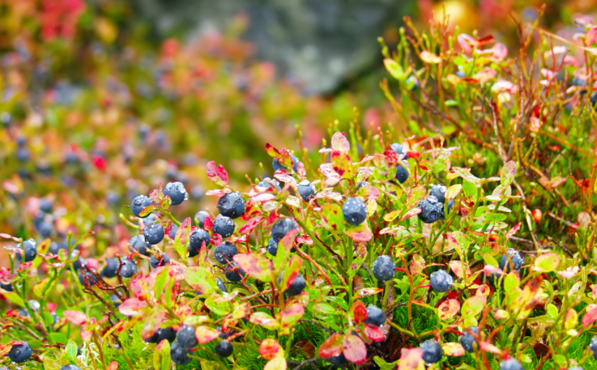 Blueberry bush