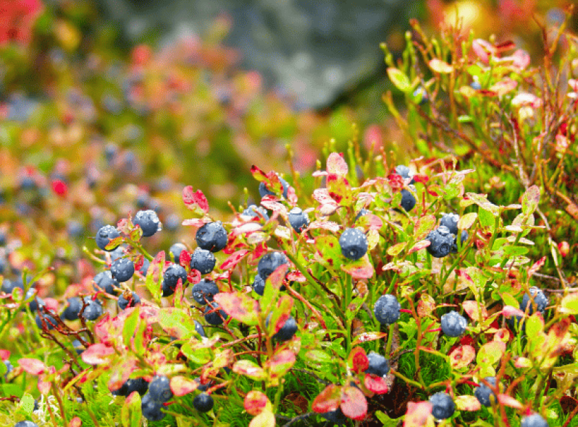 Blueberry bush