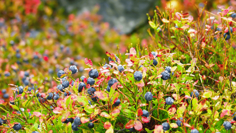 Blueberry bush