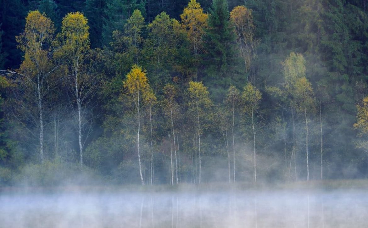 trees fog