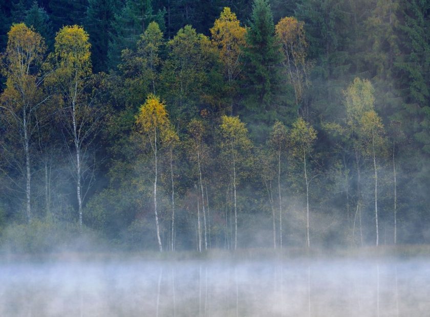 trees fog
