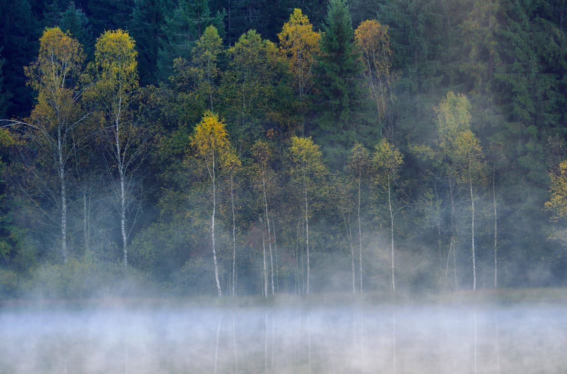 trees fog